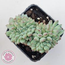Load image into Gallery viewer, Echeveria 'Ice Princess' crest - John & Norma's Succulents Australia