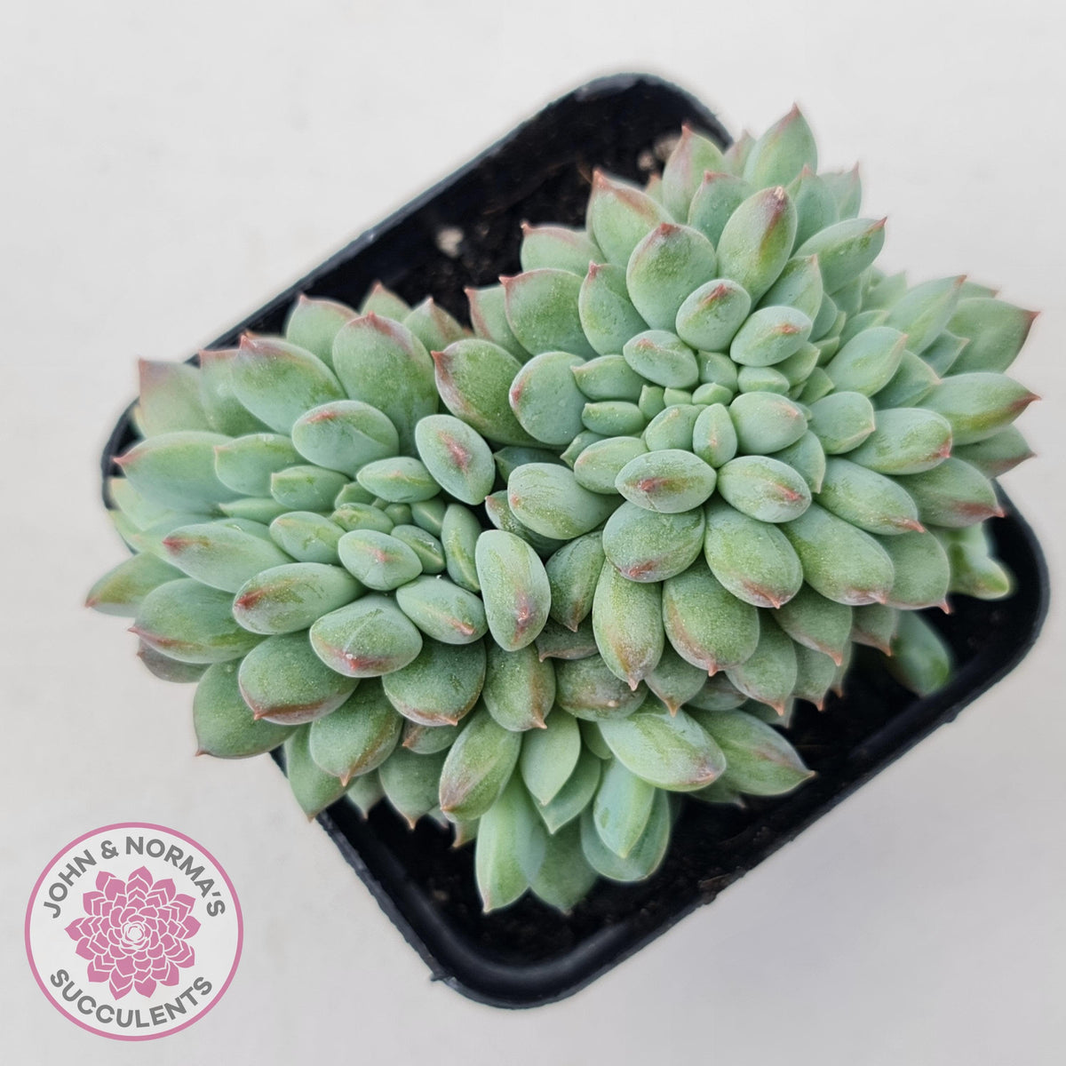Echeveria 'Ice Princess' crest