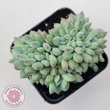 Load image into Gallery viewer, Echeveria 'Ice Princess' crest - John & Norma's Succulents Australia
