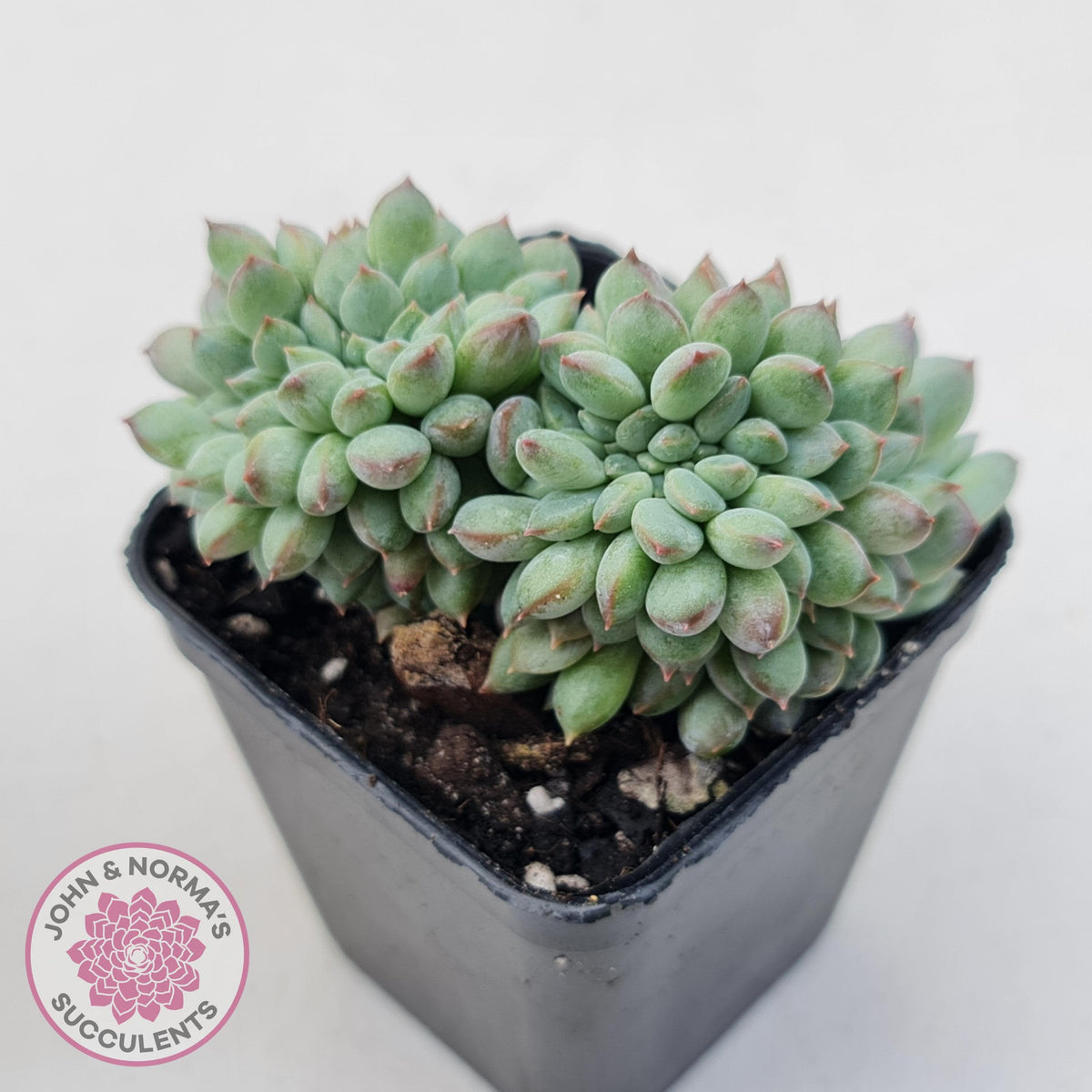 Echeveria 'Ice Princess' crest