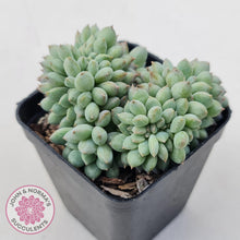 Load image into Gallery viewer, Echeveria 'Ice Princess' crest - John & Norma's Succulents Australia