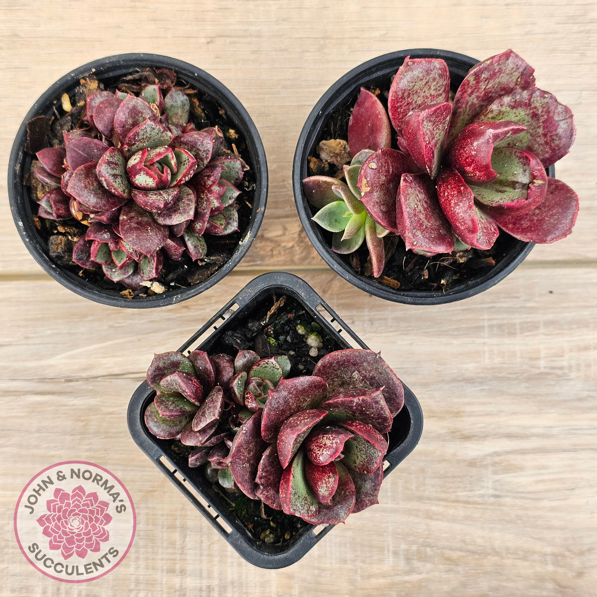 Echeveria longissima Monstrose (multi)
