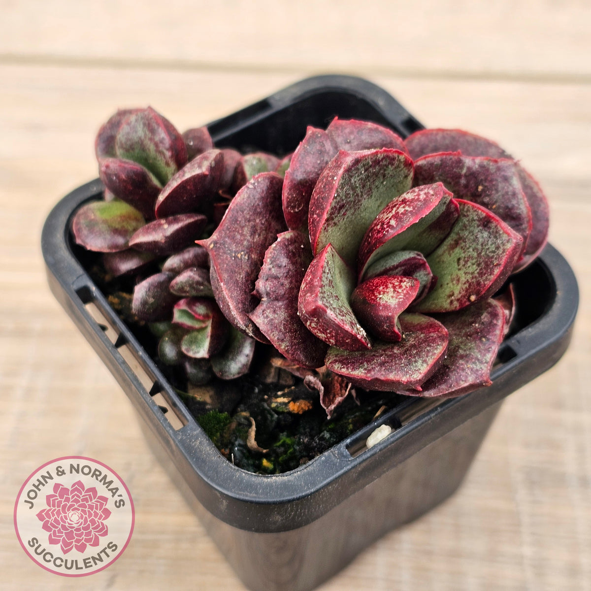 Echeveria longissima Monstrose (multi)