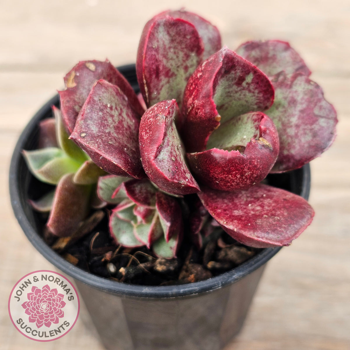Echeveria longissima Monstrose (multi)