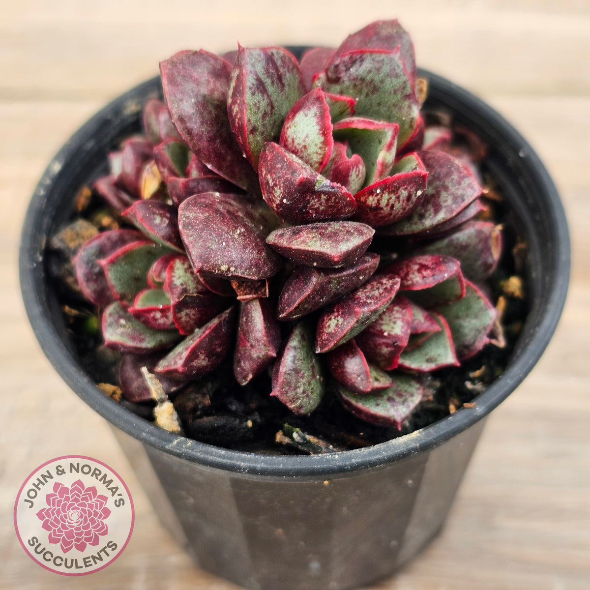 Echeveria longissima Monstrose (multi)