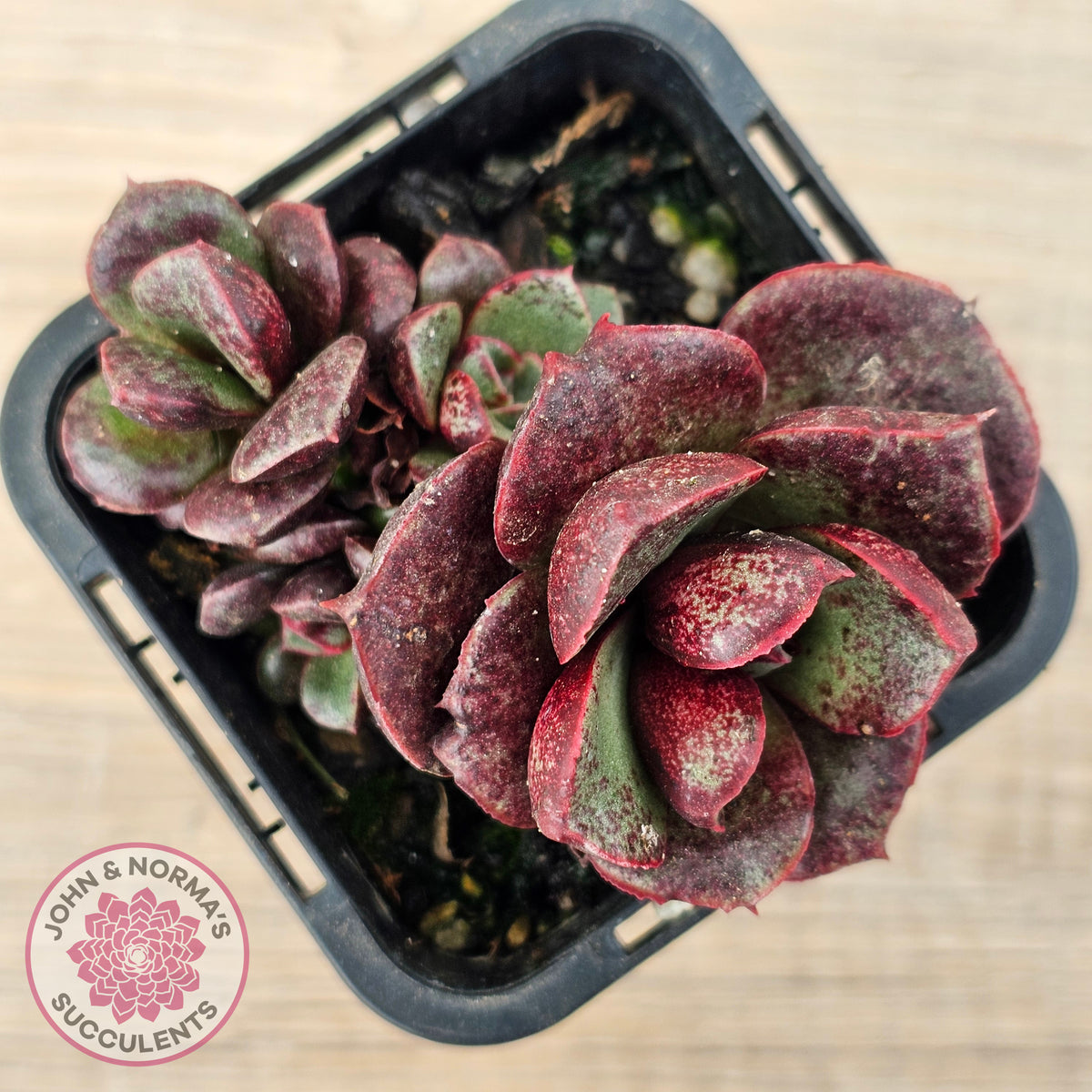 Echeveria longissima Monstrose (multi)