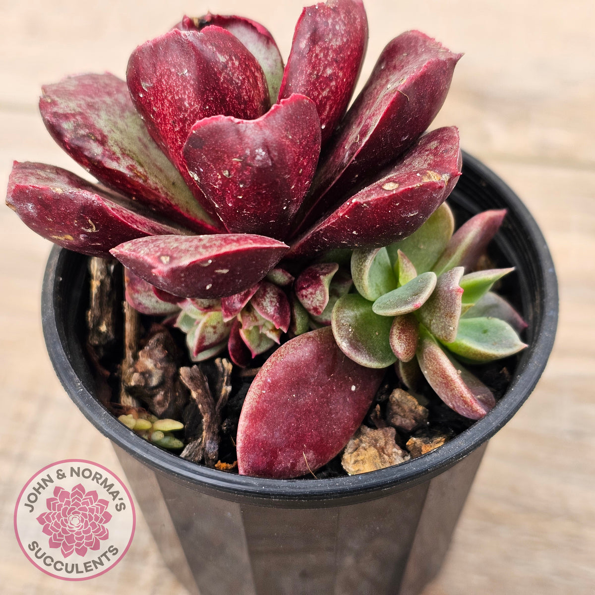 Echeveria longissima Monstrose (multi)