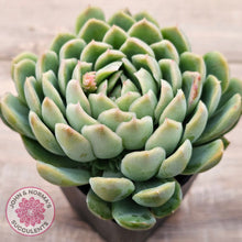 Load image into Gallery viewer, Echeveria longissima x elegans (w pups)