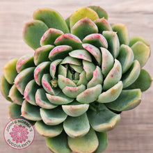 Load image into Gallery viewer, Echeveria longissima x elegans (w pups)