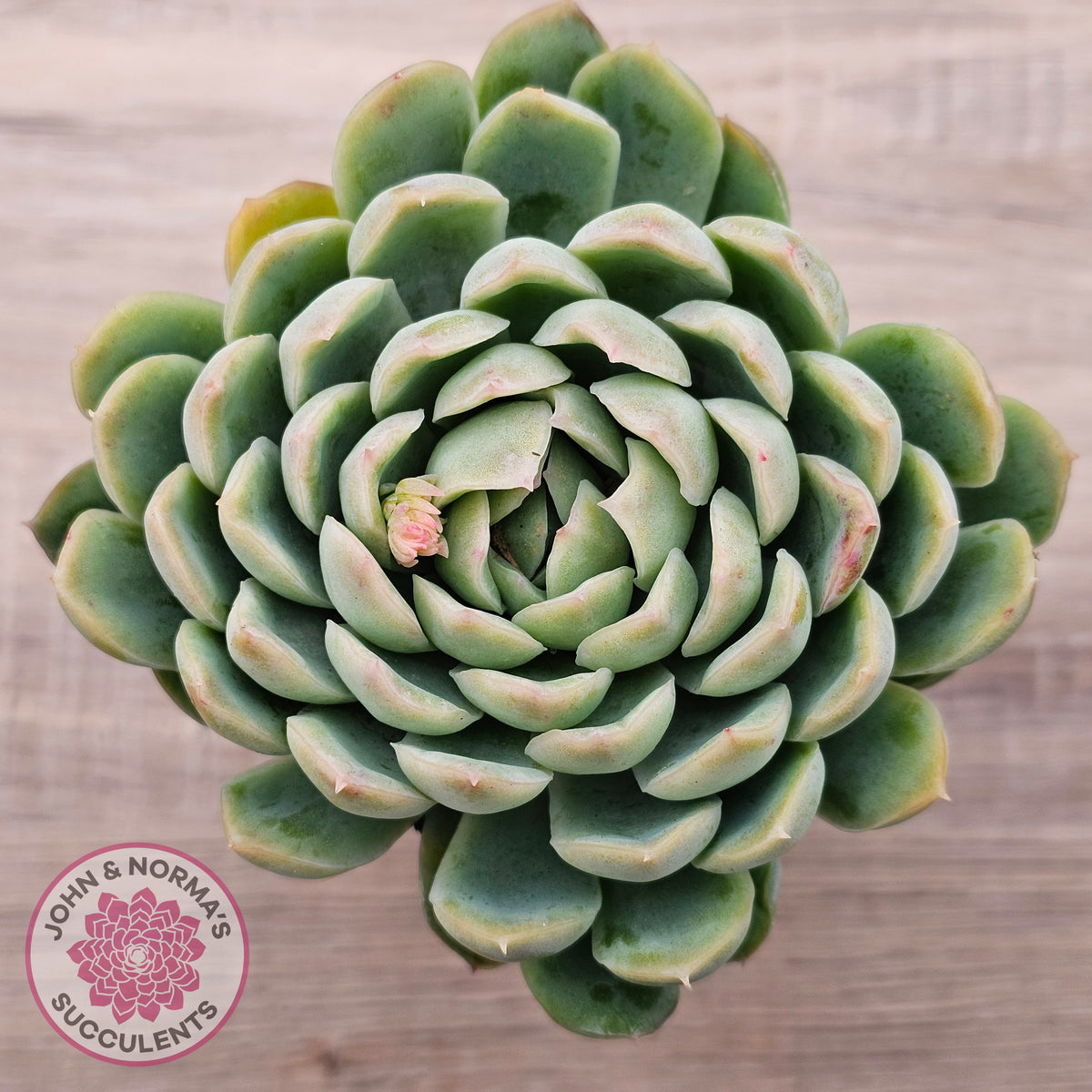 Echeveria longissima x elegans (w pups)