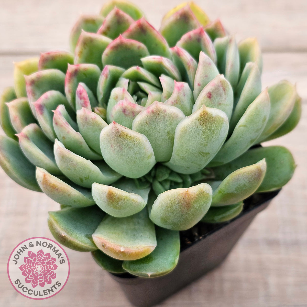 Echeveria longissima x elegans (w pups)