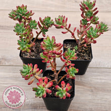 Load image into Gallery viewer, Echeveria macdougallii
