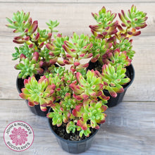 Load image into Gallery viewer, Echeveria macdougallii