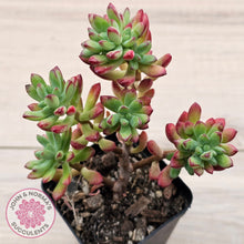 Load image into Gallery viewer, Echeveria macdougallii