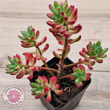 Load image into Gallery viewer, Echeveria macdougallii