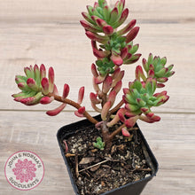 Load image into Gallery viewer, Echeveria macdougallii