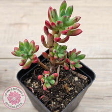 Load image into Gallery viewer, Echeveria macdougallii