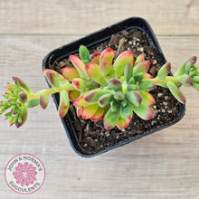 Load image into Gallery viewer, Echeveria macdougallii