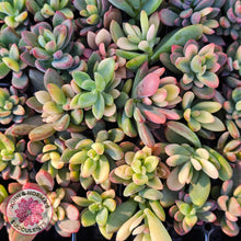 Load image into Gallery viewer, Echeveria manaudes variegated - cutting