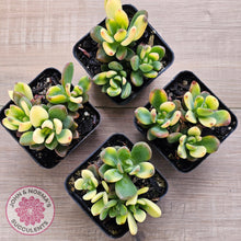 Load image into Gallery viewer, Echeveria manaudes variegated