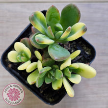 Load image into Gallery viewer, Echeveria manaudes variegated