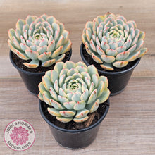 Load image into Gallery viewer, Echeveria minima variegated