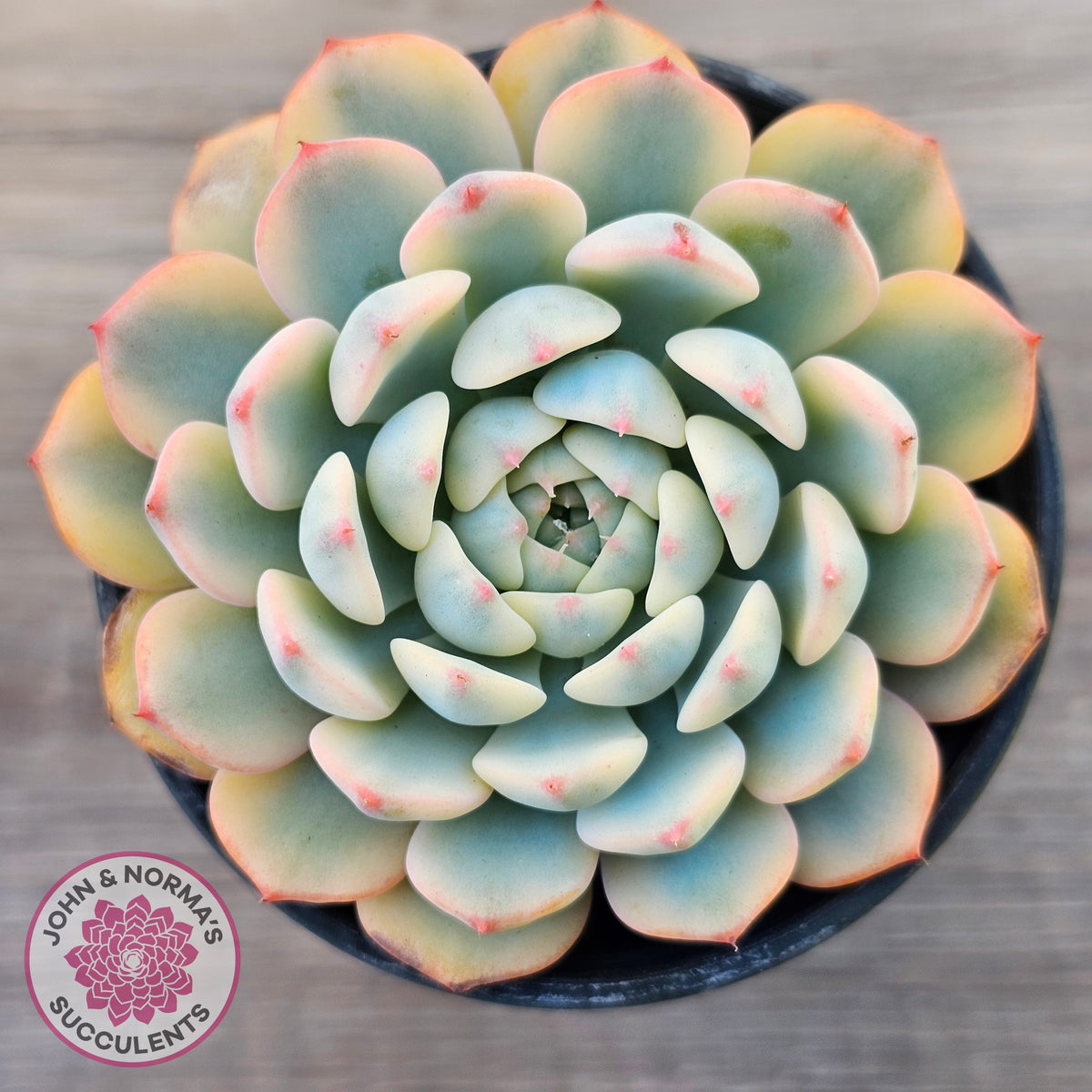 Echeveria minima variegated