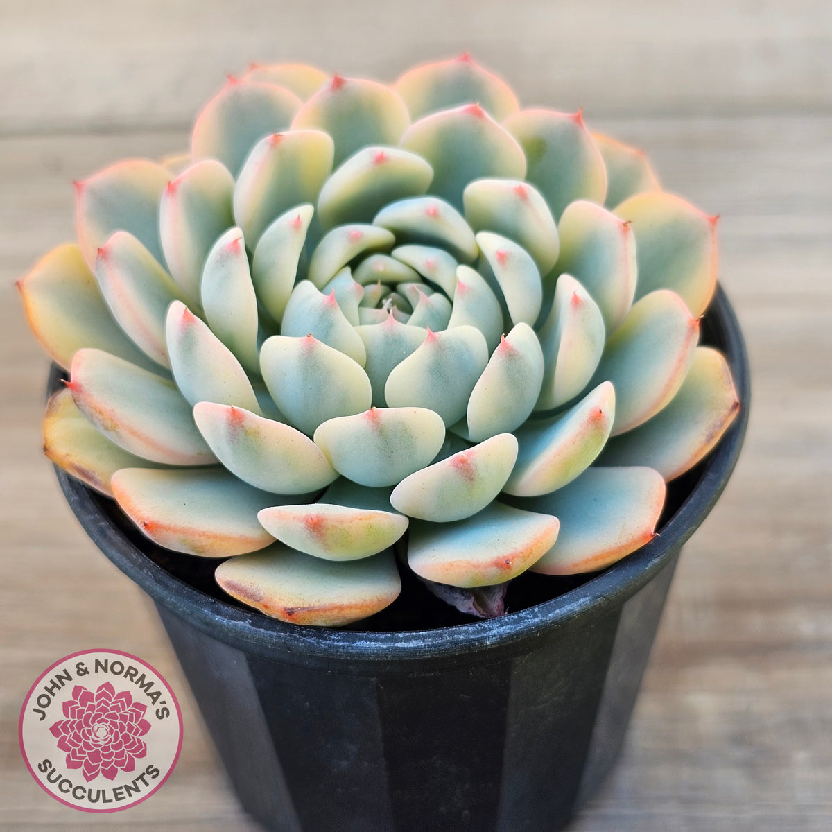 Echeveria minima variegated