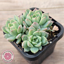 Load image into Gallery viewer, Echeveria prolifica