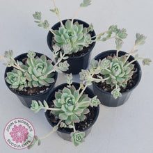 Load image into Gallery viewer, Echeveria prolifica