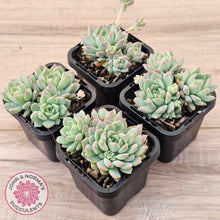 Load image into Gallery viewer, Echeveria prolifica