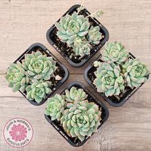 Load image into Gallery viewer, Echeveria prolifica