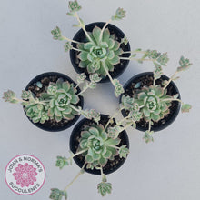 Load image into Gallery viewer, Echeveria prolifica