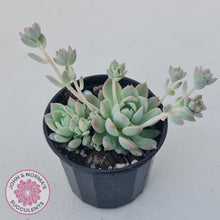 Load image into Gallery viewer, Echeveria prolifica