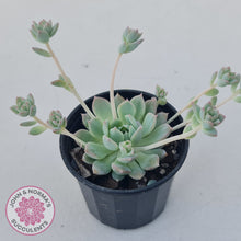 Load image into Gallery viewer, Echeveria prolifica