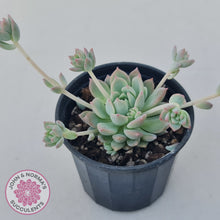 Load image into Gallery viewer, Echeveria prolifica