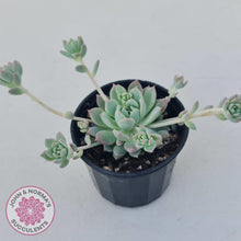 Load image into Gallery viewer, Echeveria prolifica