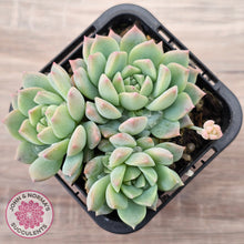 Load image into Gallery viewer, Echeveria prolifica