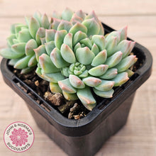 Load image into Gallery viewer, Echeveria prolifica