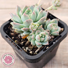 Load image into Gallery viewer, Echeveria prolifica