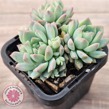 Load image into Gallery viewer, Echeveria prolifica