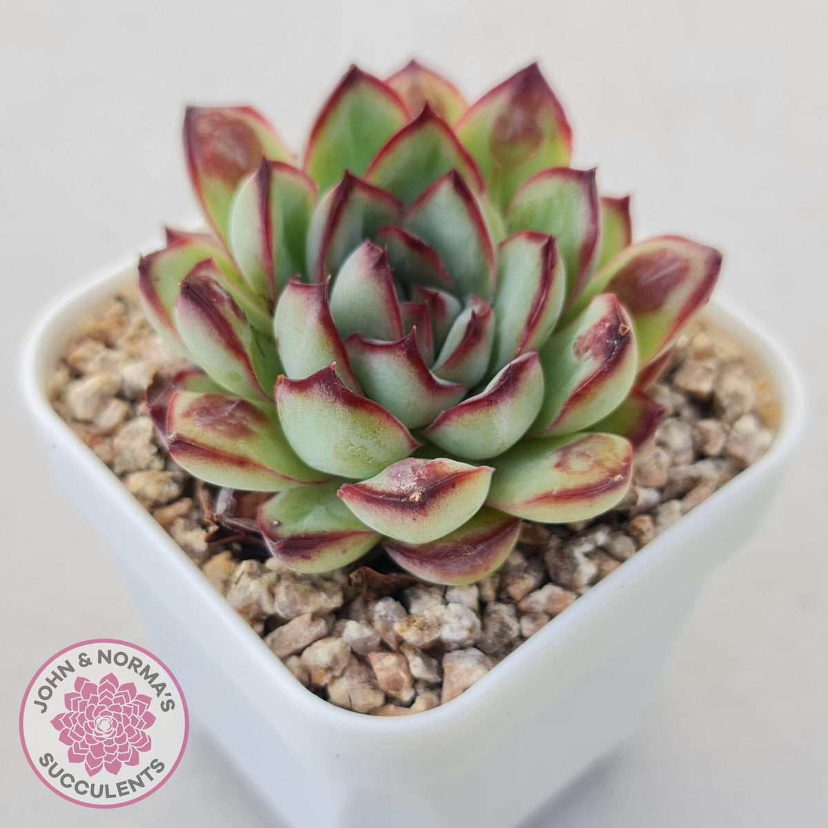 Echeveria pulidonis 'Christmas Bumps'