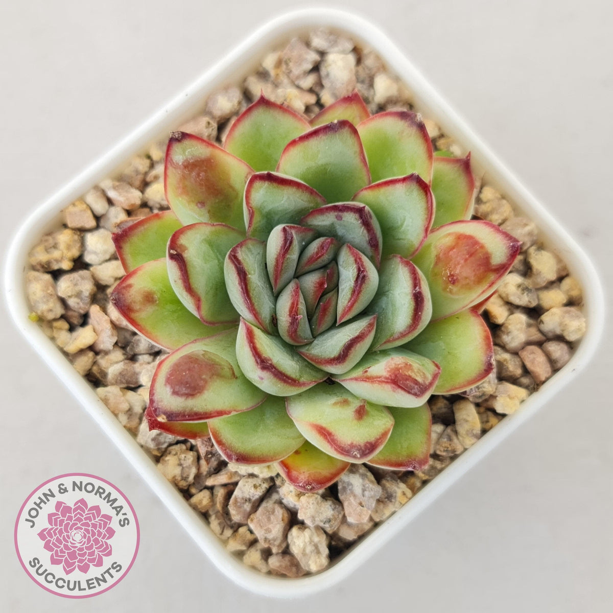 Echeveria pulidonis 'Christmas Bumps'