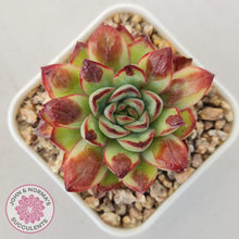 Load image into Gallery viewer, Echeveria pulidonis 'Christmas Bumps' - John & Norma's Succulents Australia
