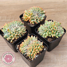 Load image into Gallery viewer, Echeveria pulidonis x lindsayana Crest