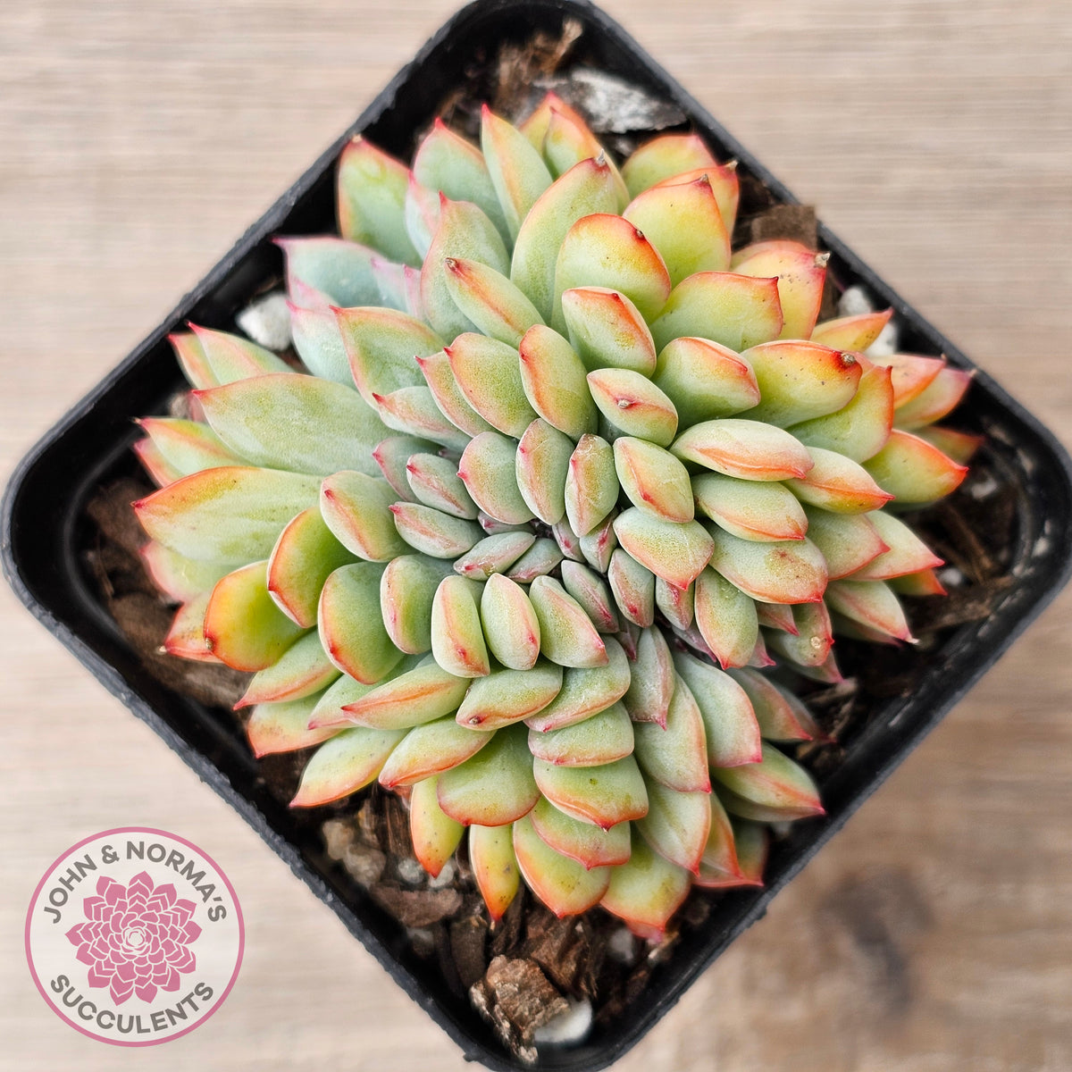 Echeveria pulidonis x lindsayana Crest