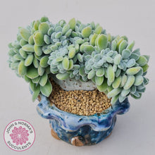 Load image into Gallery viewer, Echeveria pulvinata 'Frosty' Crest