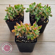 Load image into Gallery viewer, Echeveria pulvinata 'Ruby' Crest