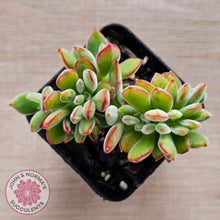 Load image into Gallery viewer, Echeveria pulvinata 'Ruby' Crest