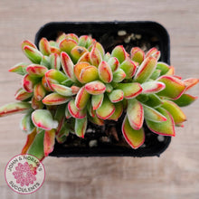 Load image into Gallery viewer, Echeveria pulvinata 'Ruby' Crest